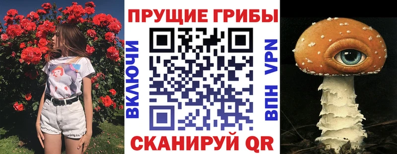 как найти   Сортавала  Псилоцибиновые грибы Cubensis 